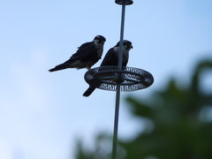 Falco femoralis