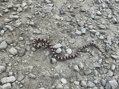 Lampropeltis triangulum