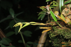 Maxillaria acuminata