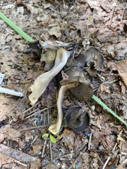 Helvella elastica