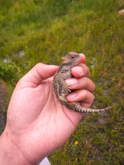 Phrynosoma orbiculare