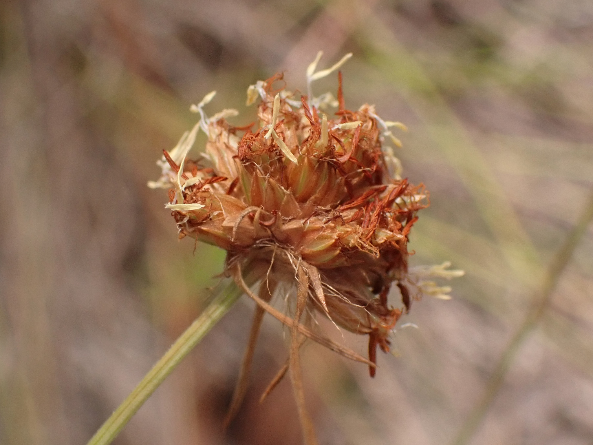 Bulbostylis warei