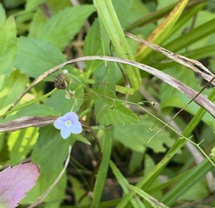 Veronica scutellata