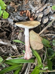 Validae