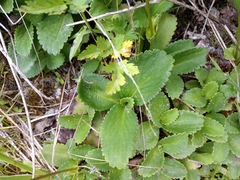 Leptarrhena pyrolifolia