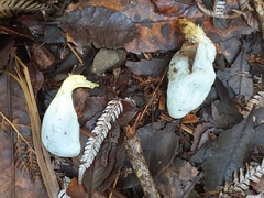 Clavogaster virescens