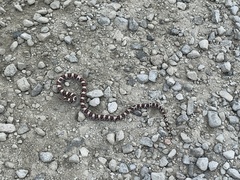 Lampropeltis triangulum