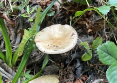 Validae