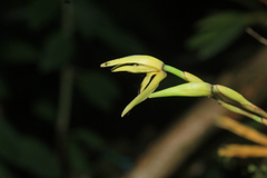 Maxillaria acuminata