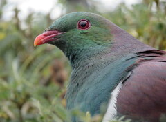 Hemiphaga novaeseelandiae novaeseelandiae