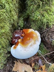 Ganoderma oregonense