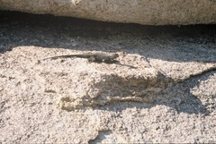 Sceloporus occidentalis longipes