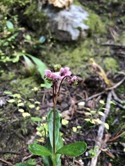 Chimaphila umbellata