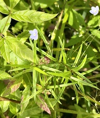 Veronica scutellata