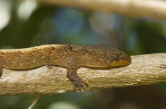 Bavayia cyclura