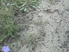 Lampropeltis triangulum
