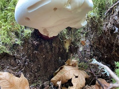 Ganoderma oregonense