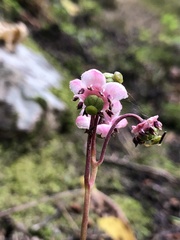 Chimaphila umbellata