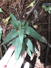 Pseuderanthemum variabile
