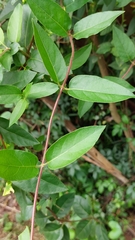 Lonicera japonica