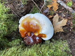 Ganoderma oregonense