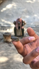 Pseudacris cadaverina