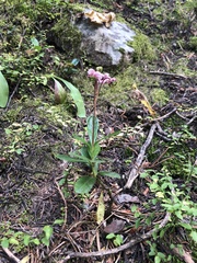 Chimaphila umbellata