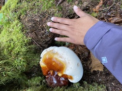 Ganoderma oregonense