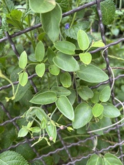 Vincetoxicum hirsutum