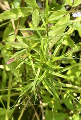 Veronica scutellata