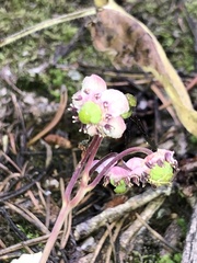 Chimaphila umbellata