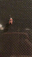 Neacoryphus bicrucis