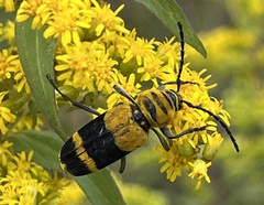 Megacyllene decora