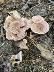 Hydnellum concrescens