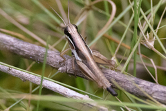 Paroxya