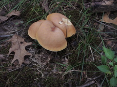 Boletus reticulatus
