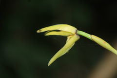 Maxillaria acuminata
