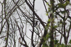 Melanerpes aurifrons