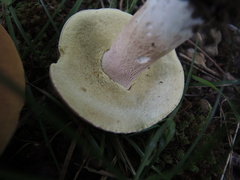 Boletus reticulatus