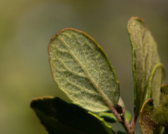Azara dentata