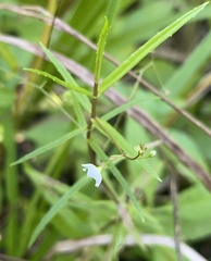 Veronica scutellata