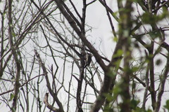 Melanerpes aurifrons