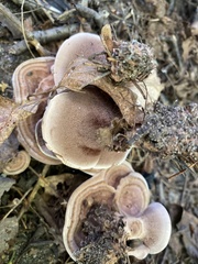 Hydnellum concrescens