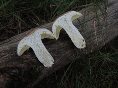 Boletus reticulatus