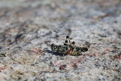 Spharagemon marmorata