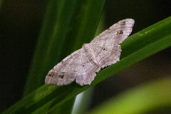 Macaria aequiferaria