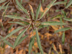 Croton argyranthemus