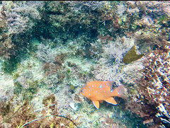 Hypsypops rubicundus