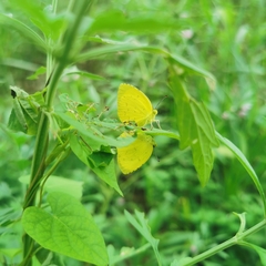 Eurema mandarina