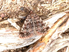 Dichromodes disputata